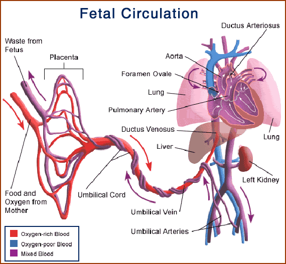 Fetal Circulation